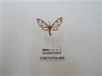 藏品(斑腹鹿蛾)的圖片